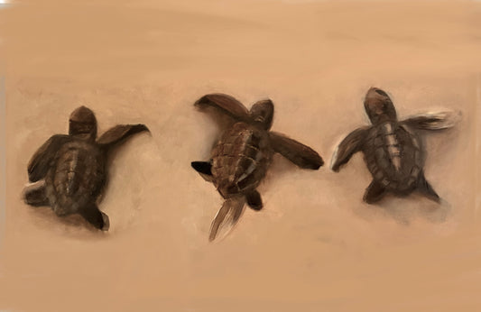 Sea Turtles Print